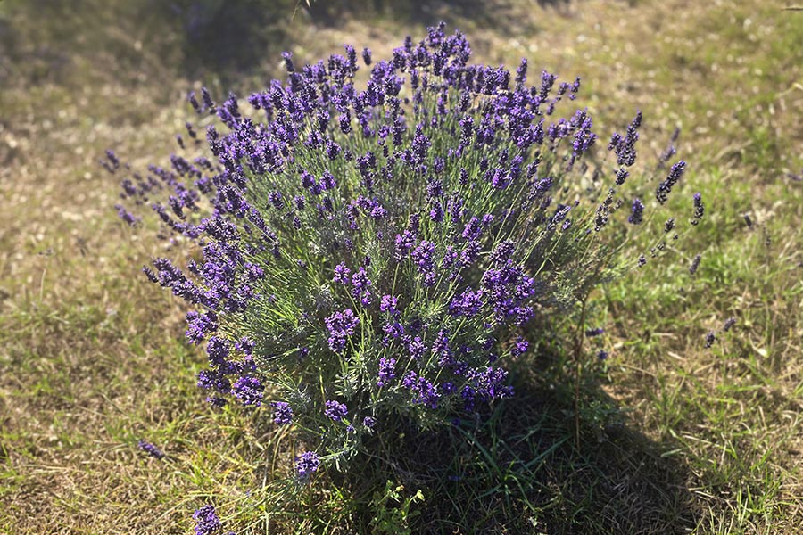 liquore alla lavanda