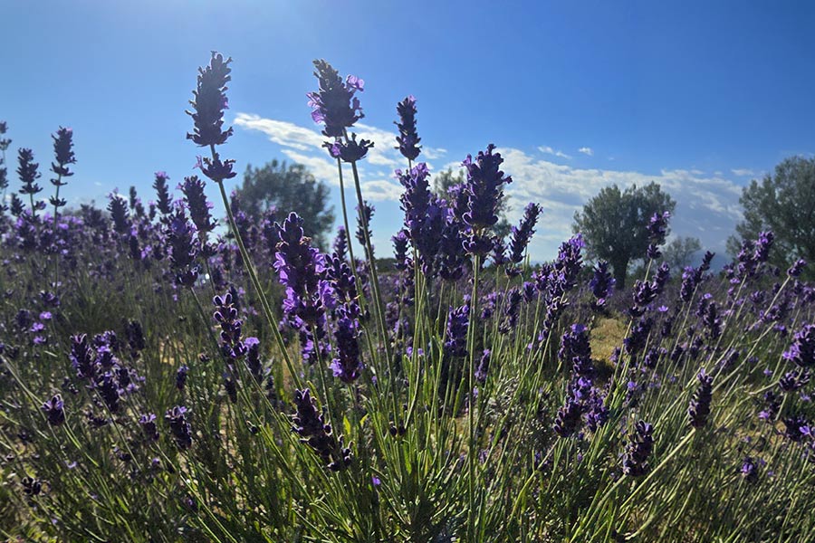 liquore alla lavanda